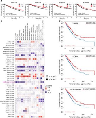 Frontiers | B Cell Deficiency Promotes The Initiation And Progression ...